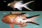 Enlarged Image of 'Bodianus anthioides'